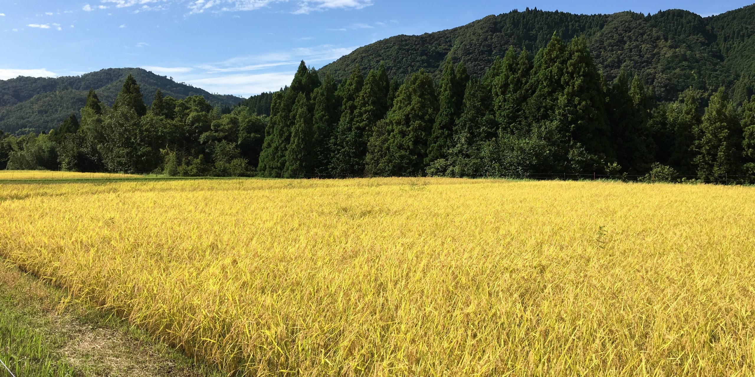 田んぼ